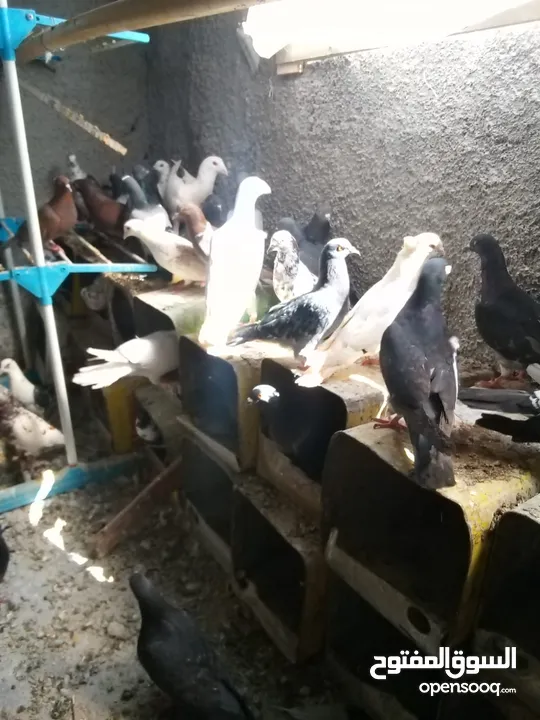 حمام بلدي شغال