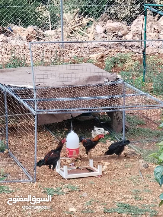 دجاج باكستاني