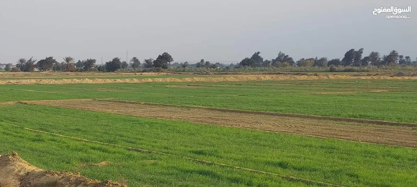 مزرعة 2 هكتار للبيع في وادي الربيع البازيد بالقرب من المسجد الاخضر بسعر كزيوني