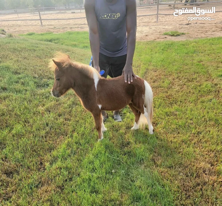 Miniature pony