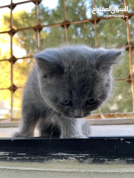 قط سكوتش ميكس بريتش