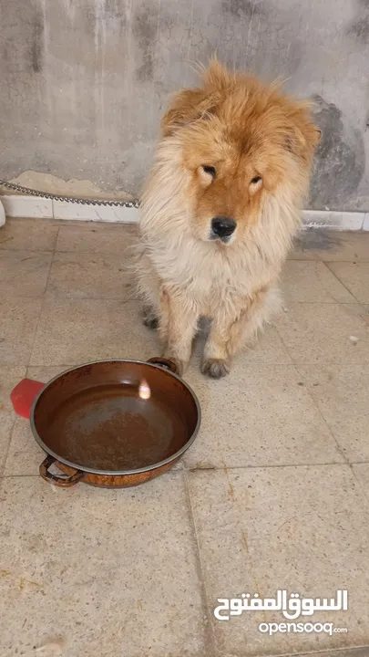 كلبه شيواوا