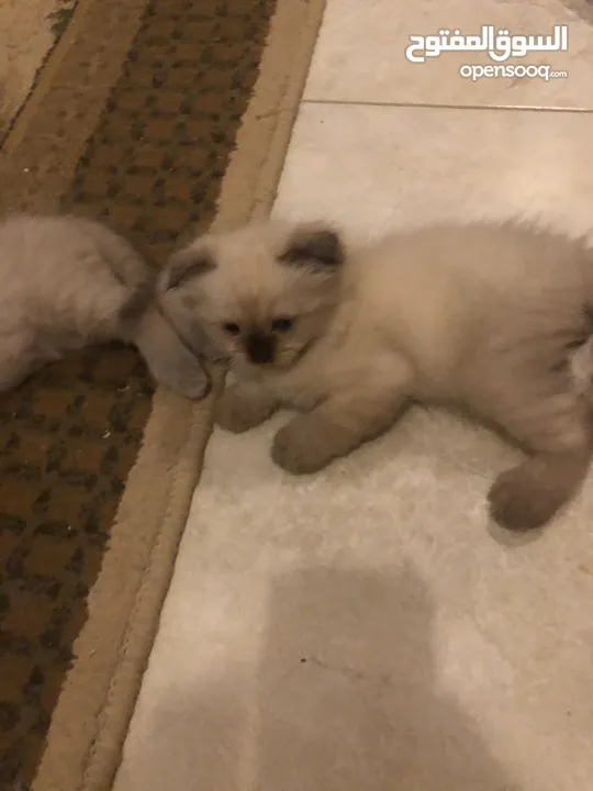 قطط سكوتش همالايا إناث
