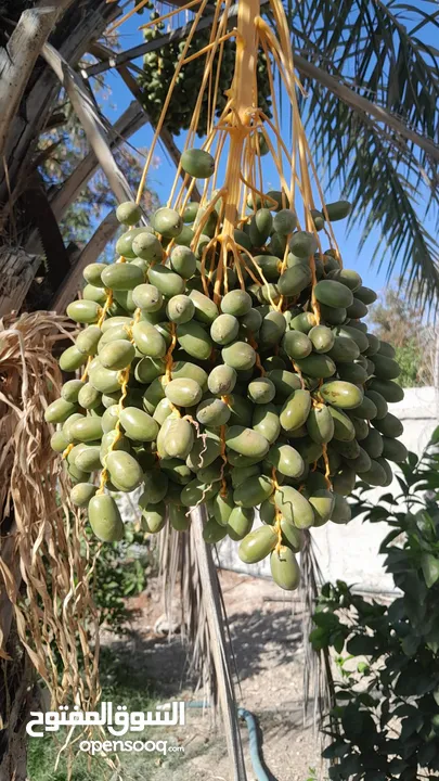 شاليه منزل مستقل  وقريب من الخدمات قريب جدا من السلط للبيع في البلقاء دير علا
