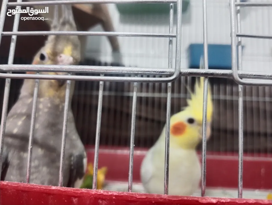 جوز كوكتيل مع المطير  للبيع منتج ومكفول بسعر حرق وقابل للتفاوض