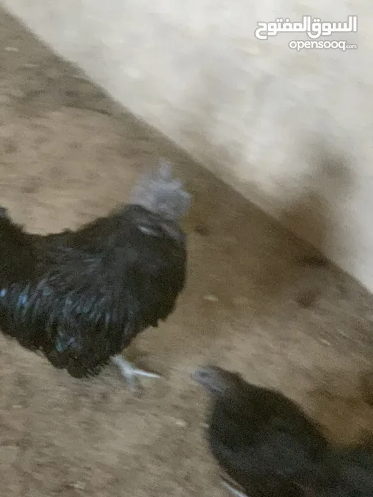 ديوك لمبرجيني و صيصان صحة و نظافة  بلدي للبيع