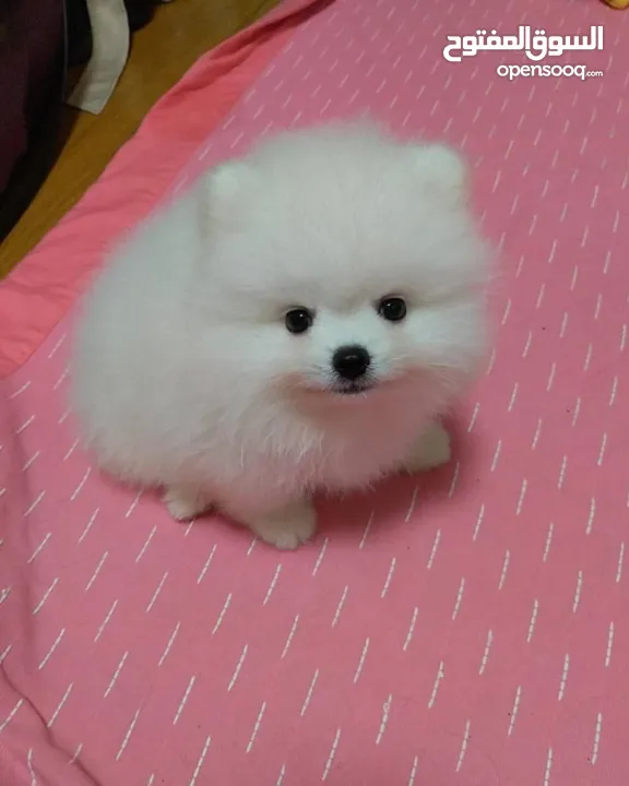 جراء بوميرانيان صغيرة للتبني
