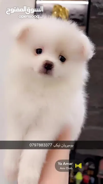 جراء بوميريان عمر شهرين