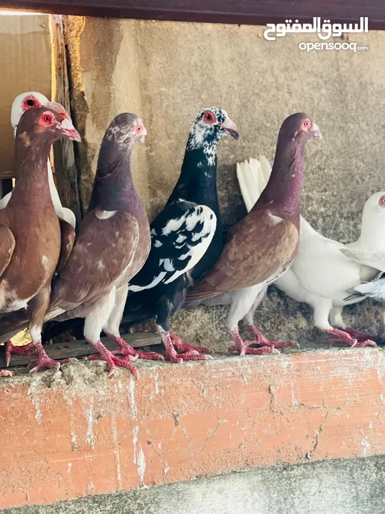 حمام انواع بغدادي للبدل ع عصافير او جاج بلدي