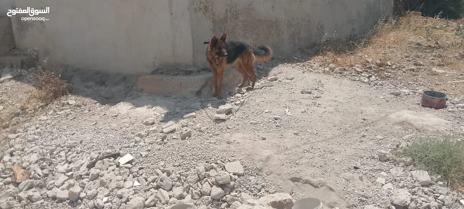 كلبه انثى جيرمن
