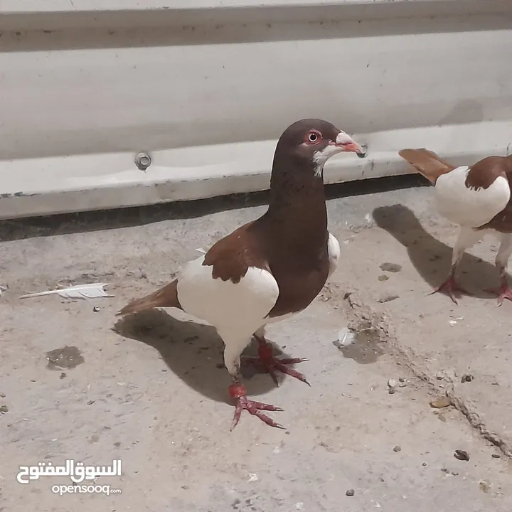 حمام للبيع جواج الجوز 10