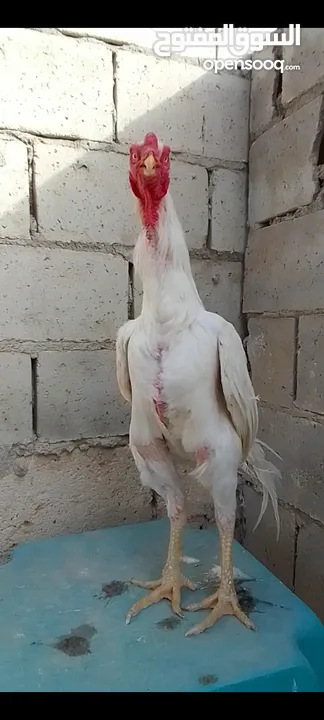 صيصان وديوك باكستاني