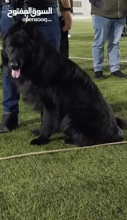 German shepherd male for stud