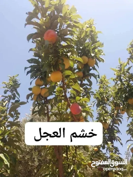 مشاتل الرويال لزراعه ومتابعه الاشجار