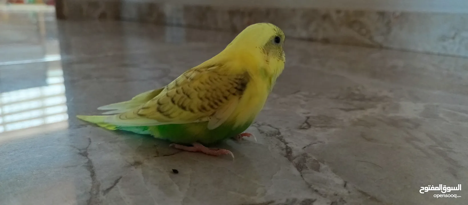 طيور حب نوعيه ممتازه