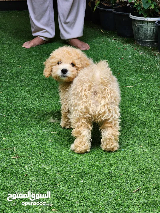 Male Toy Poodle puppy