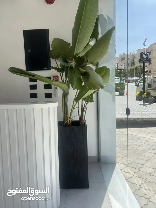 ديكور محل فساتين للبيع