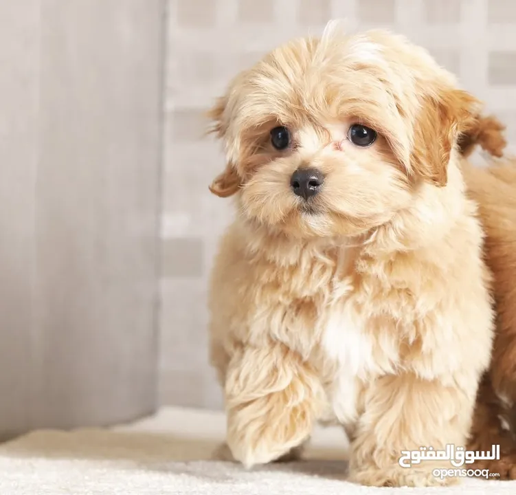Maltipoo  جراء مالتيبو