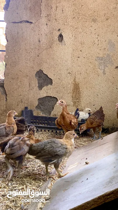 دجاج عماني محلي (ذكور و إناث) بريال الواحدة