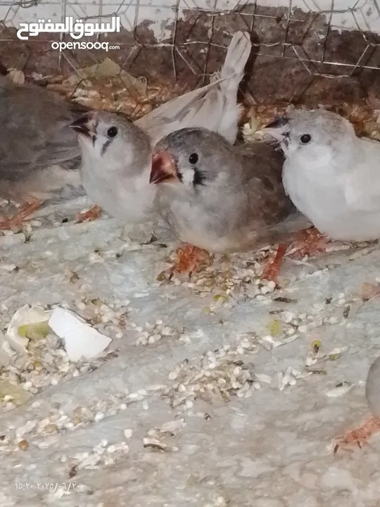 طيور جنه    27 حبه مخاليف