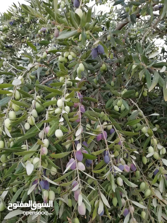 مزرعة مع بيت لقطة للبيع