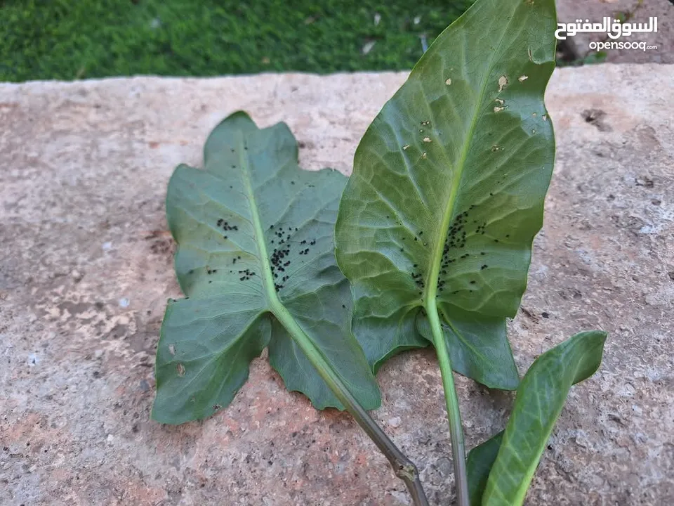 مطلوب خمس صيصان عمر اسبوعين