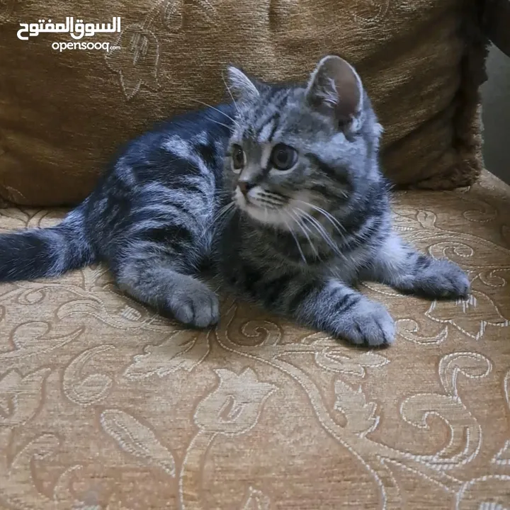 ما شاء الله تبارك الله ..... مجموعة من الكتنز بأنوع مختلفة .... .. (موجود تفاااصيل اكتر بالوصف) ..