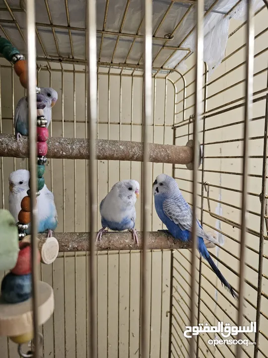 Budgerigar parakeets ( Budgie)