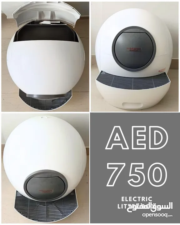 Scottish British shorthair longhair kittens British shorthair Scottish fold kittens Scottish