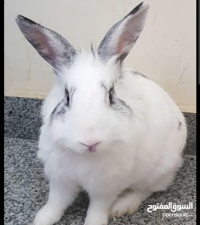 ارانب رأس الاسد للبيع