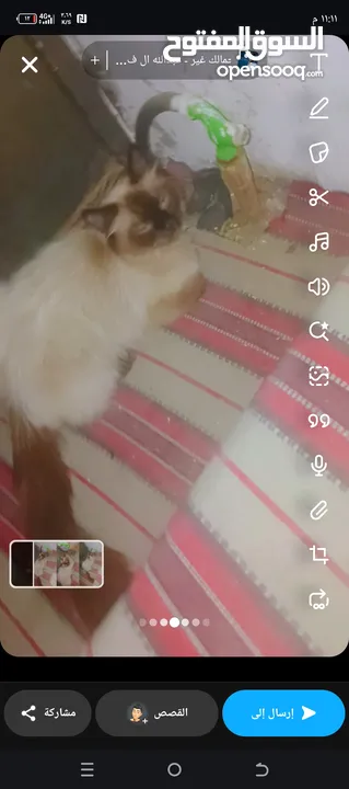 انثى قطه سامي