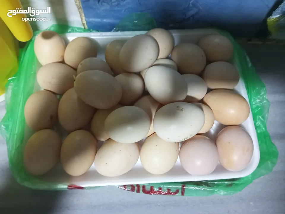 بيض بلدي طازه كل يوم بيومه 8 حبات بدينار