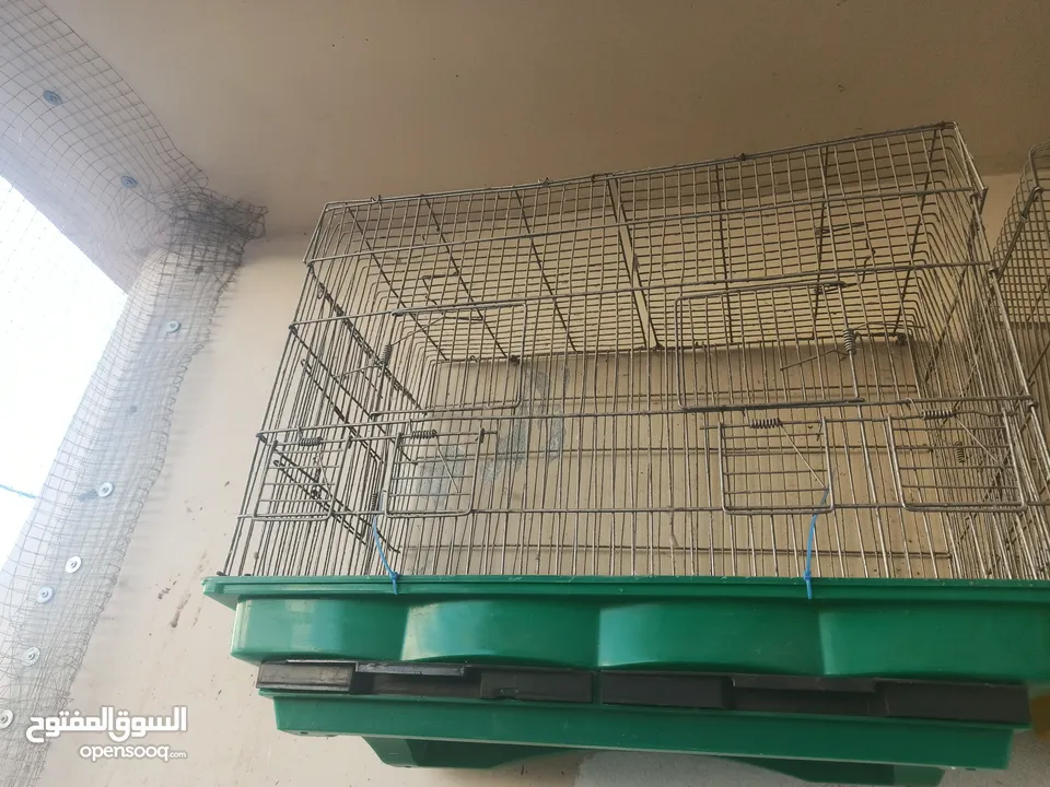 فراخ كوكتيل عمر اقل من شهرين وفراخ زق يدوي