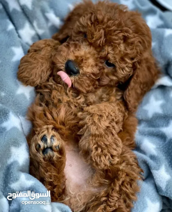 Toy Poodle