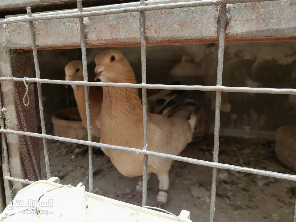 طيور حمام للبيع