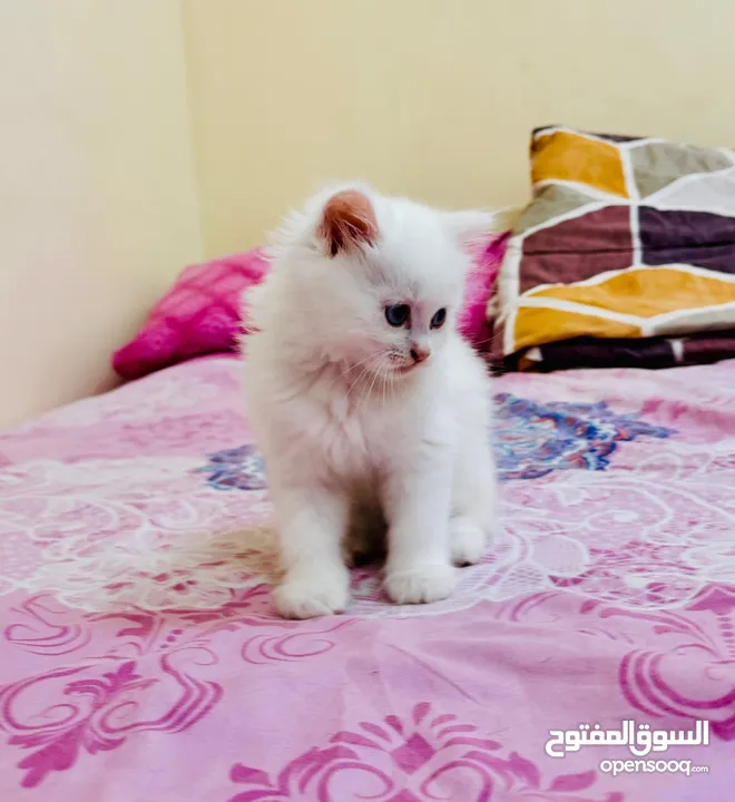قطط شيرازي صغيره (2)