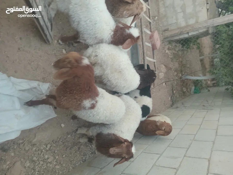 عبر عمر 3 شهور  عدد9