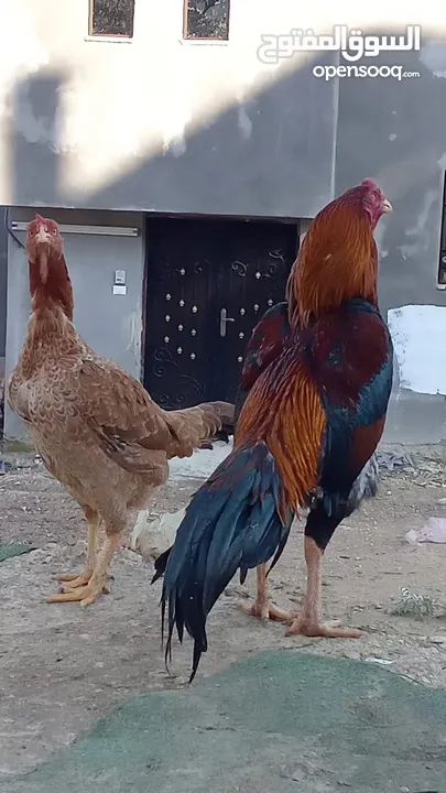 متاح بيض باكستاني خط اول..