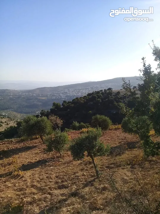 قطعة مزروعة بالكامل مخدومة