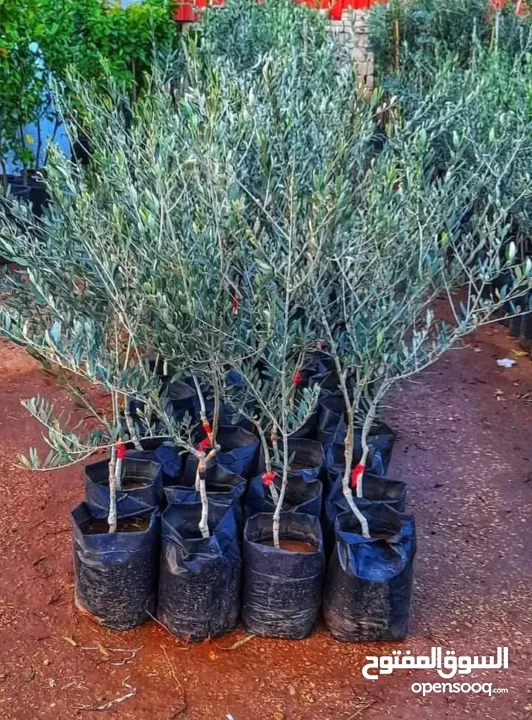 متوفر اشجار زيتون بلدي عمر 5 سنين وعمر 3 سنين وعمر 1 ونصف سنة