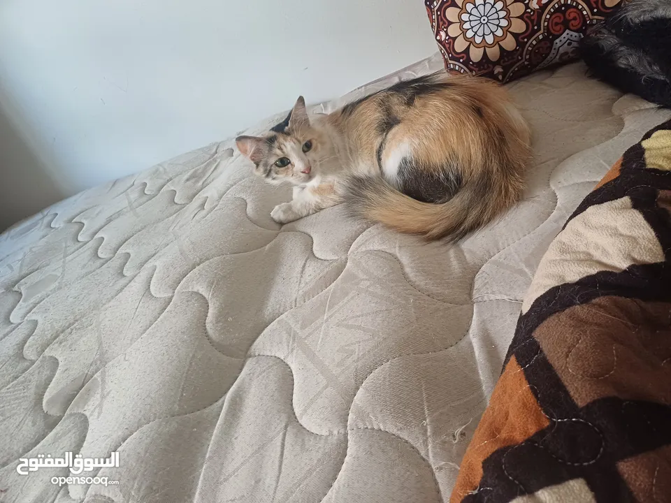 بيع قطط بدون مقابل