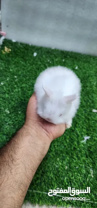ارنب قزم  صغير