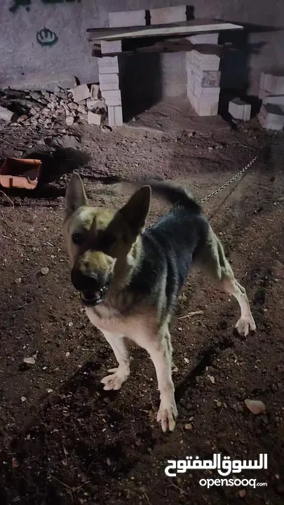 كلب جيرمن شرس حراسه ضخم يوجد فيديو للكلب