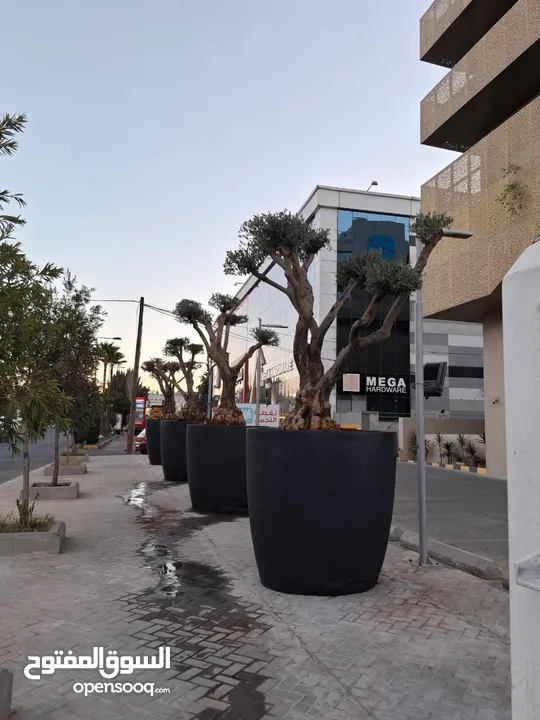 قواوير فايبر جلاس بشكل عصري أنيق #قواوير فايبر جلاس  #نباتات زينة ومثمر داخلي وخارجي  #إشراف مهندسين