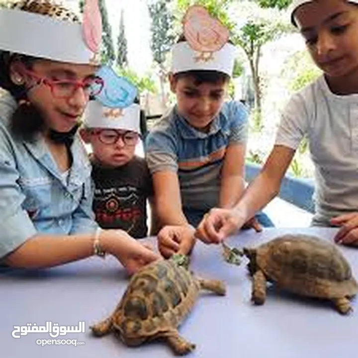 سلحفاه و بطه  و قطه شنشيلا و قط شيرازي  كتن بيبي ابيض و حلزون كركعه و بطبوطين  سلحفاة مائيه