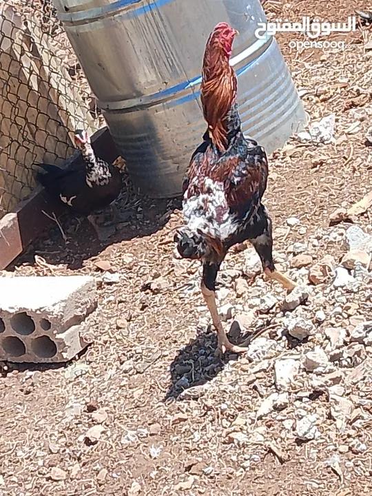 يوجد لدينا ديك باكستاني شغال