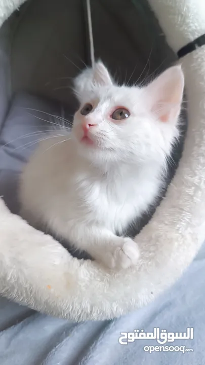 قطه شيرازيه عمرها شهرين للبيع