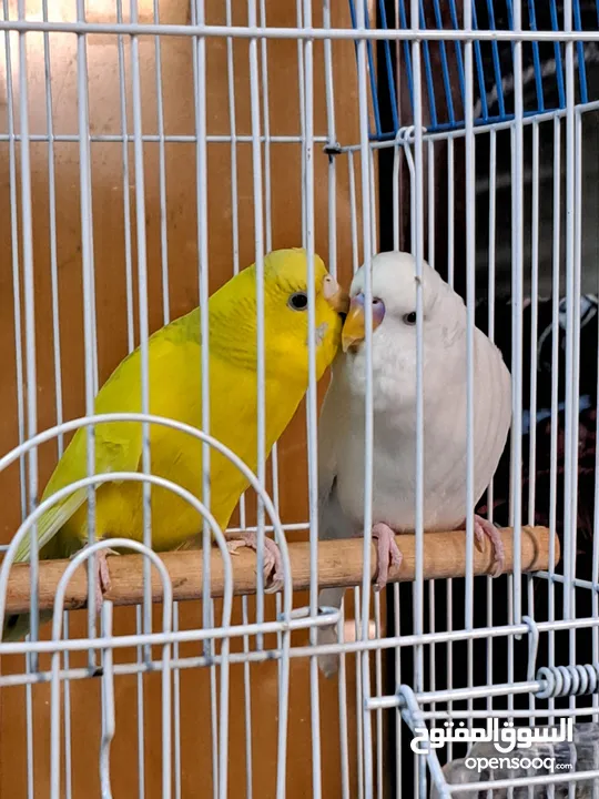 Budgies / love birds