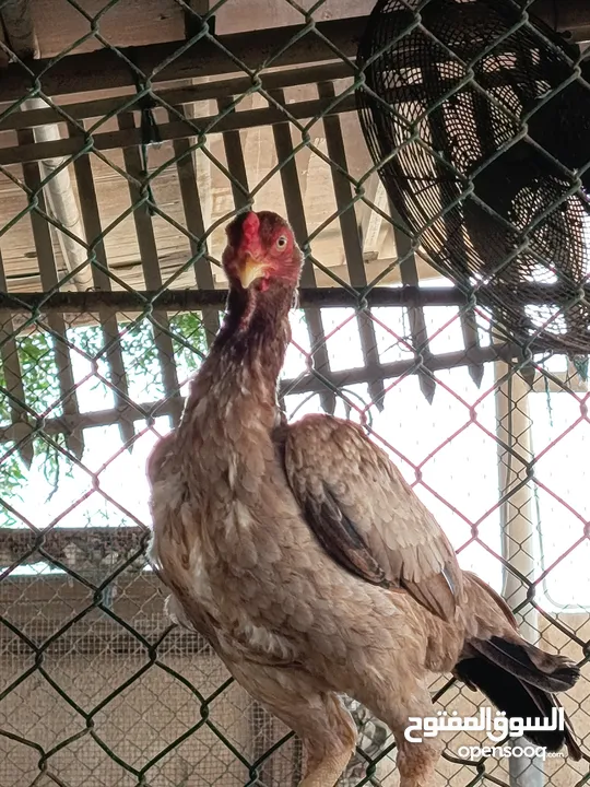A unique breed Chickens and fighter also.