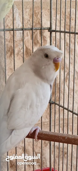 طيور حب [بادجي] عدد 2 متوالفين و بصحه و نظافه و نشاط  تبارك الله